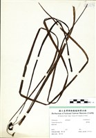 藏品(書帶蕨)的圖片